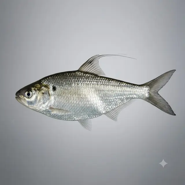 Gizzard Shad