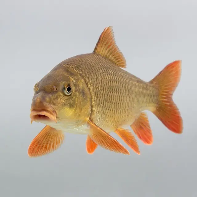 Redhorse Sucker