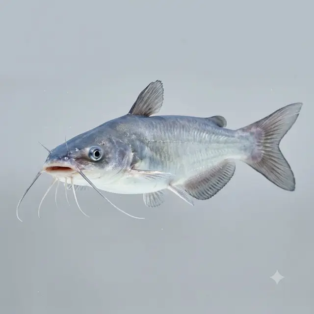 White Catfish