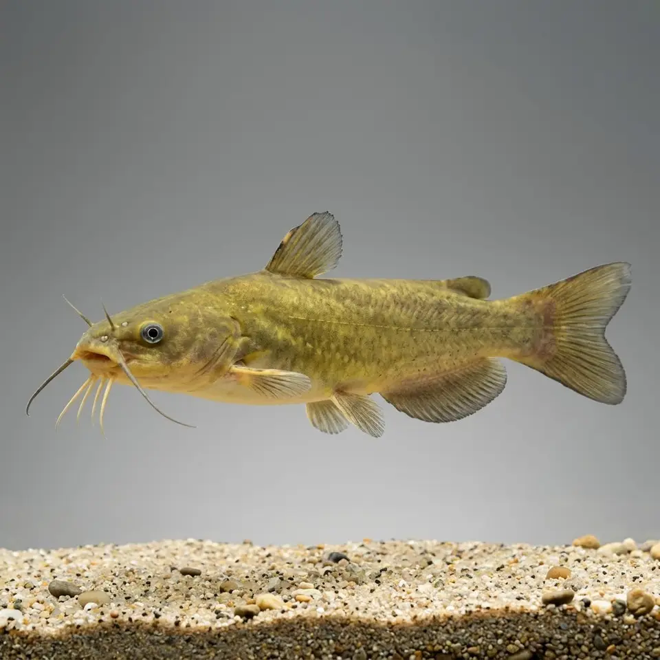 Yellow Bullhead